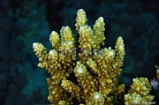 Acropora arabensis-Safaga Middle reef-14m-20171124-Denis-ADER-DSC_3854_tn